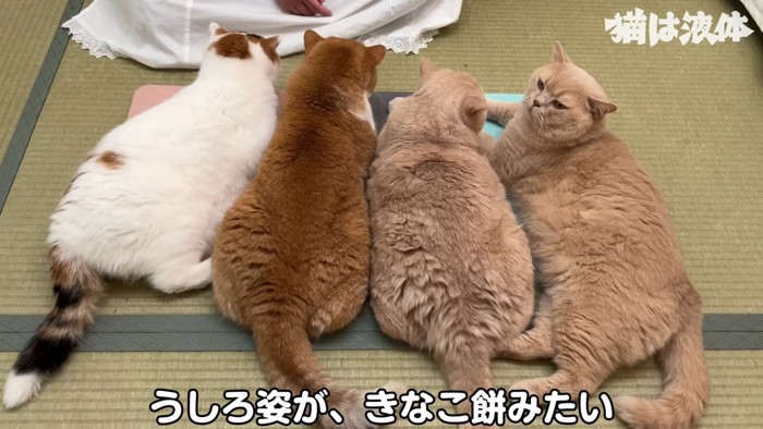 並ぶ4匹の猫