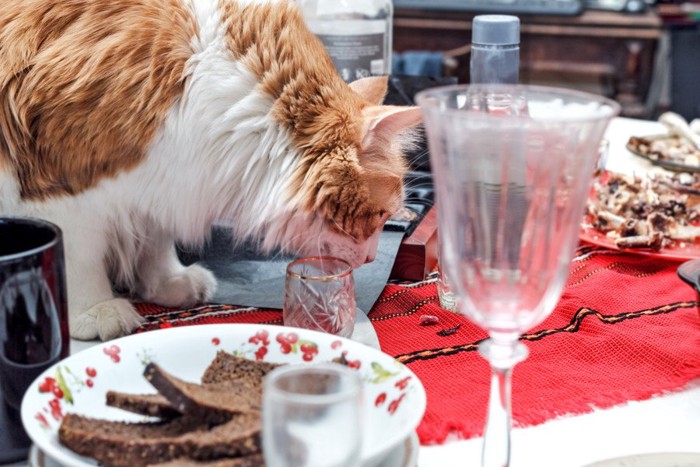 散らかったテーブルに乗る猫