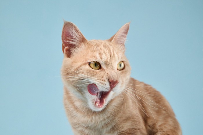 口の周りを舌で舐めている猫