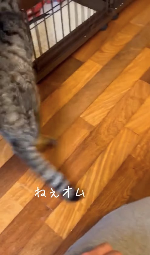 ハウスに入る猫の後ろ姿