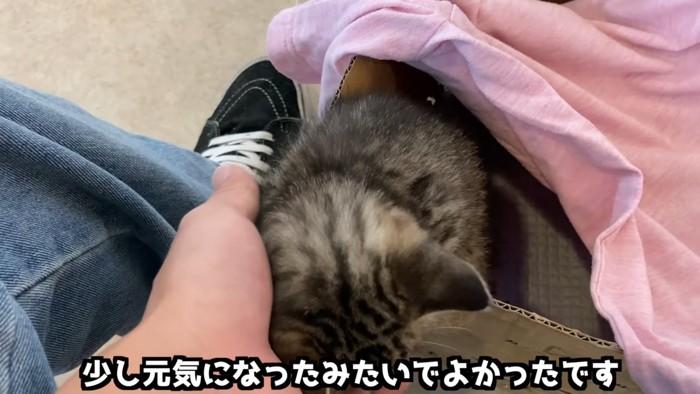 箱から出ようとする子猫