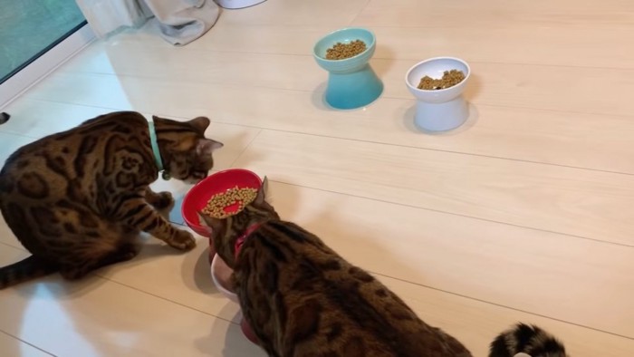 ごはんを食べる猫