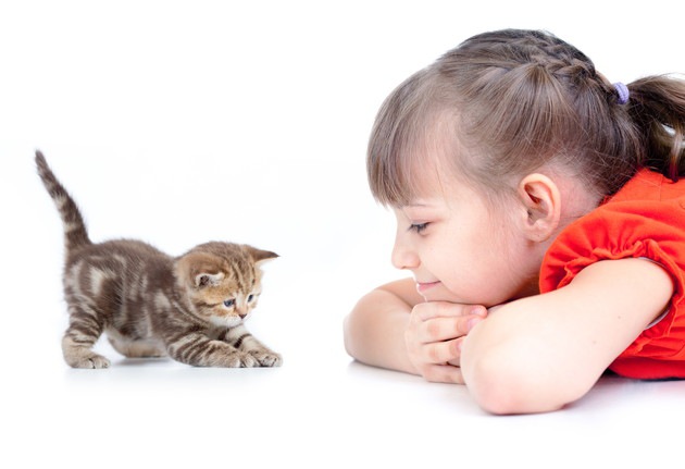 女の子と遊んでいる猫