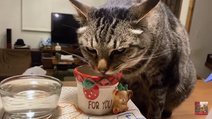 目つき鋭く水を飲むキジトラ