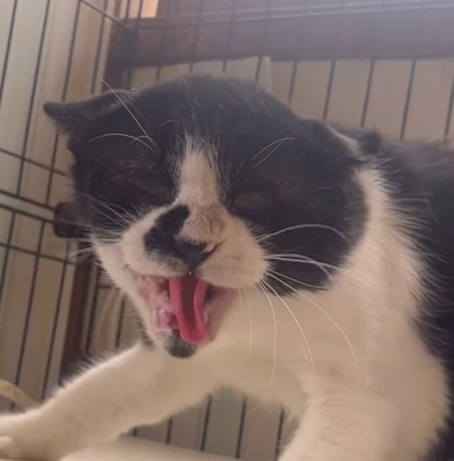 口を大きく開けて威嚇をする猫