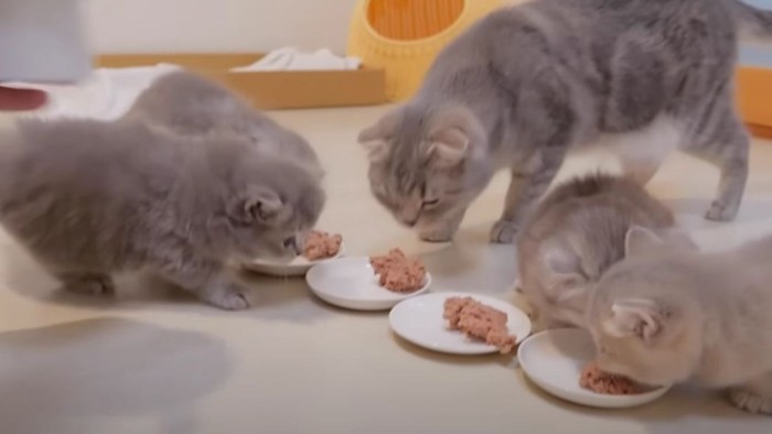 ご飯を食べている子猫たち