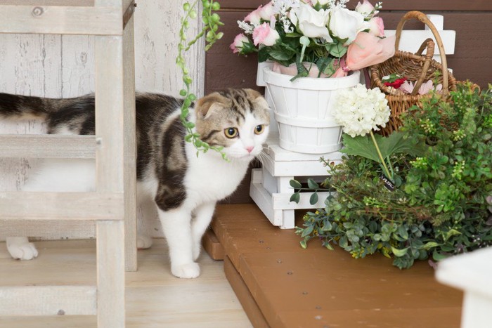 部屋で遊ぶ猫