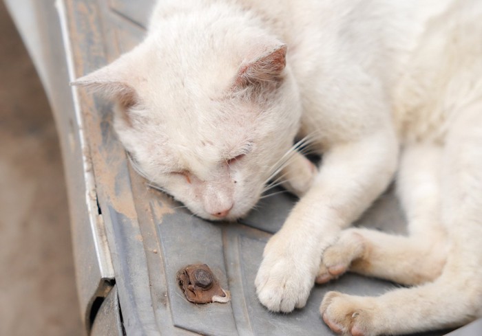 疥癬に感染した猫