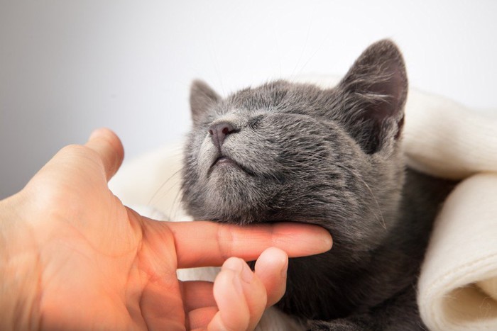 猫の顎の下をなでる人