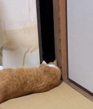 猫が通れるスペースくらい開いた襖