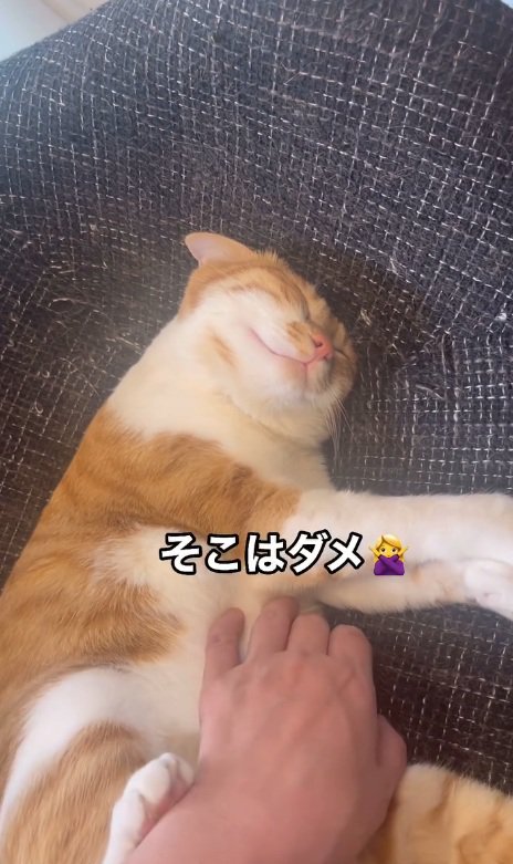 手を蹴る猫