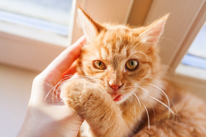 飼い主の指を噛む茶トラ猫