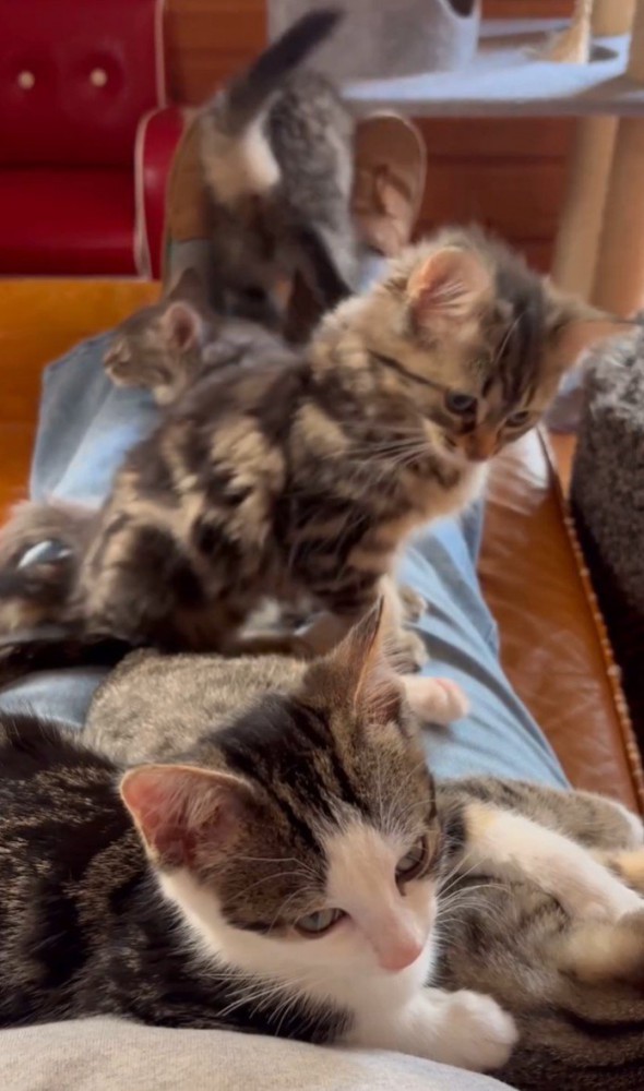 子猫4匹