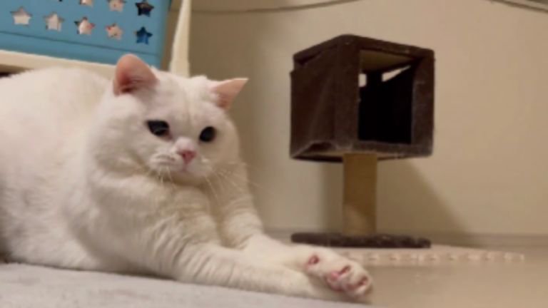 室内にいる猫