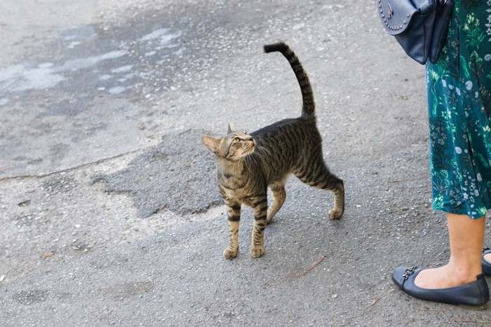 女性に近づく猫