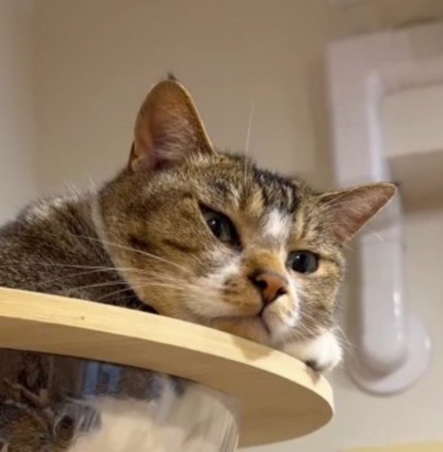 キャットタワーのボウルの中から、家族の食事風景を見つめる猫