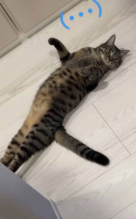 手足をのばしてろうかでへそ天で寝ている猫