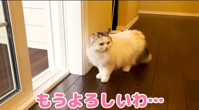 窓の前の猫