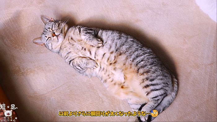 仰向けの猫