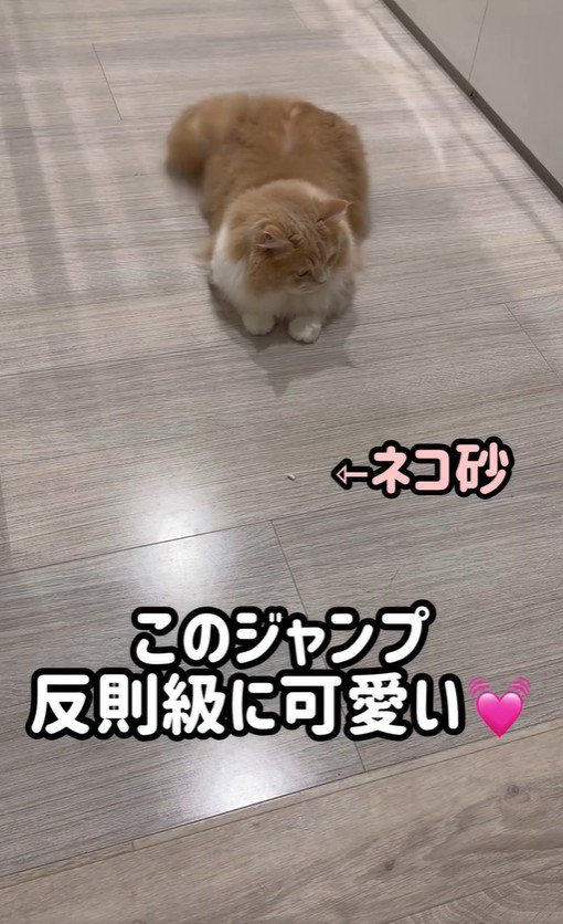 床に座っている猫