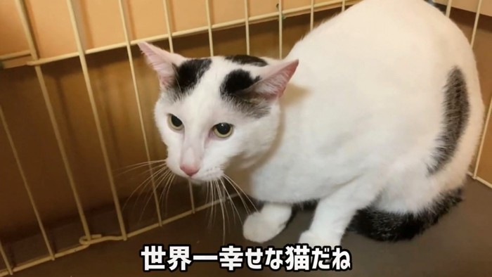 座って前を見る猫