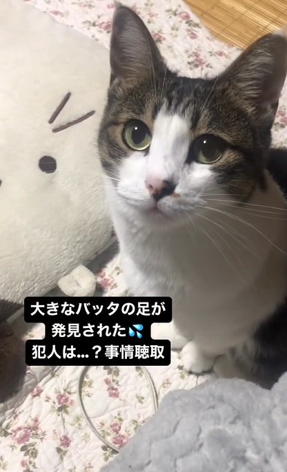 話を聞く猫