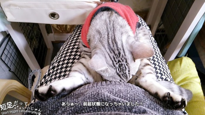 前屈して寝る猫