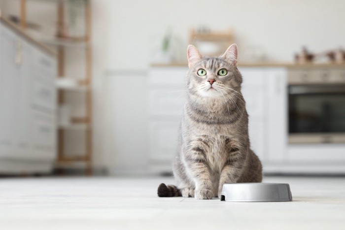 ごはん皿と猫