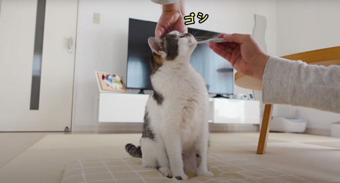 歯磨き