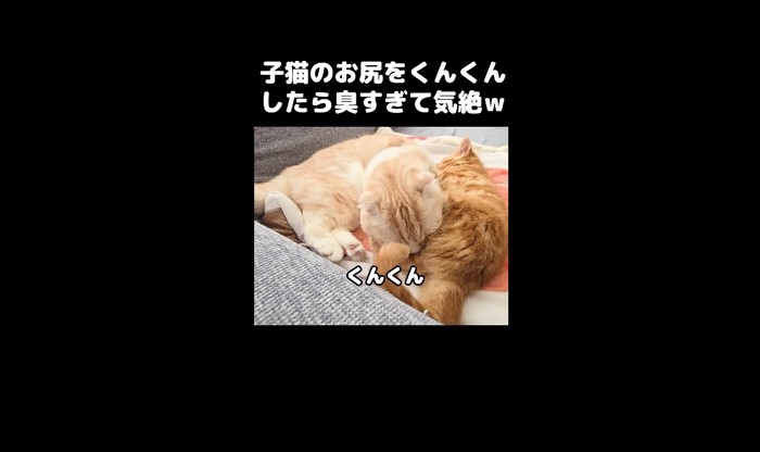 くんくん1