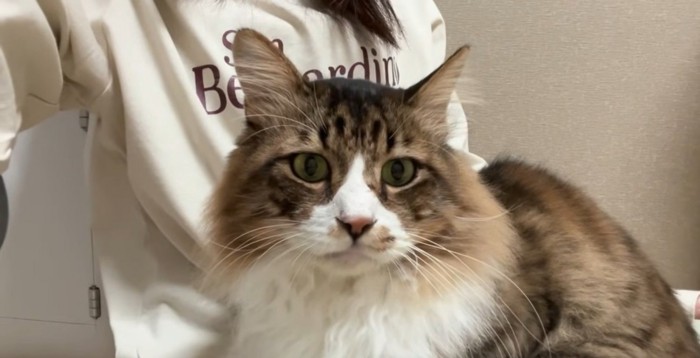 飼い主の膝の上に座る長毛猫
