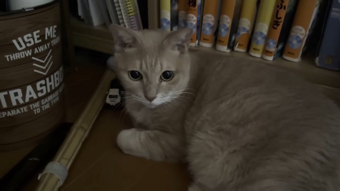 薄暗いお部屋で体を横たえる猫ちゃん