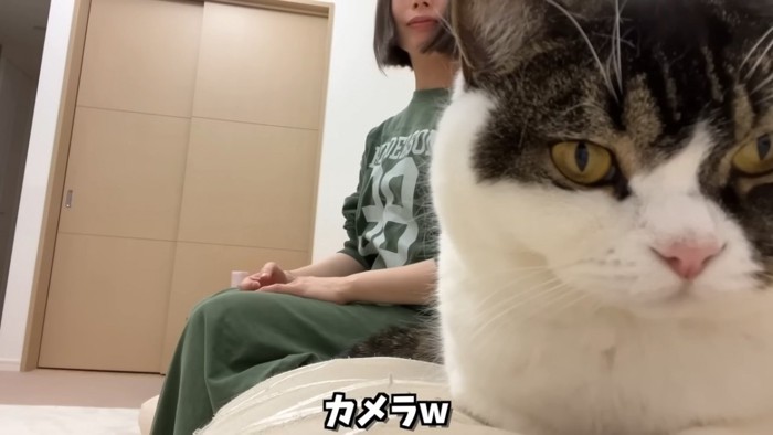 カメラの前にいる猫