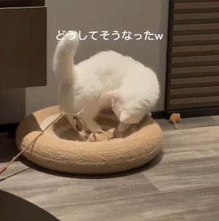おもちゃが体にひっかかった猫