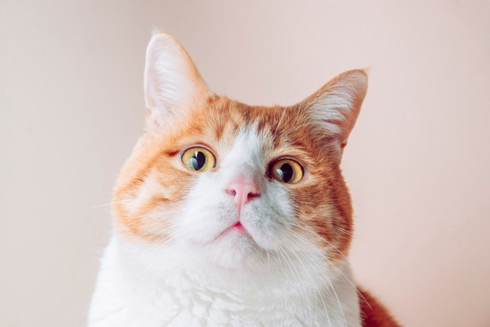 チャトラ猫