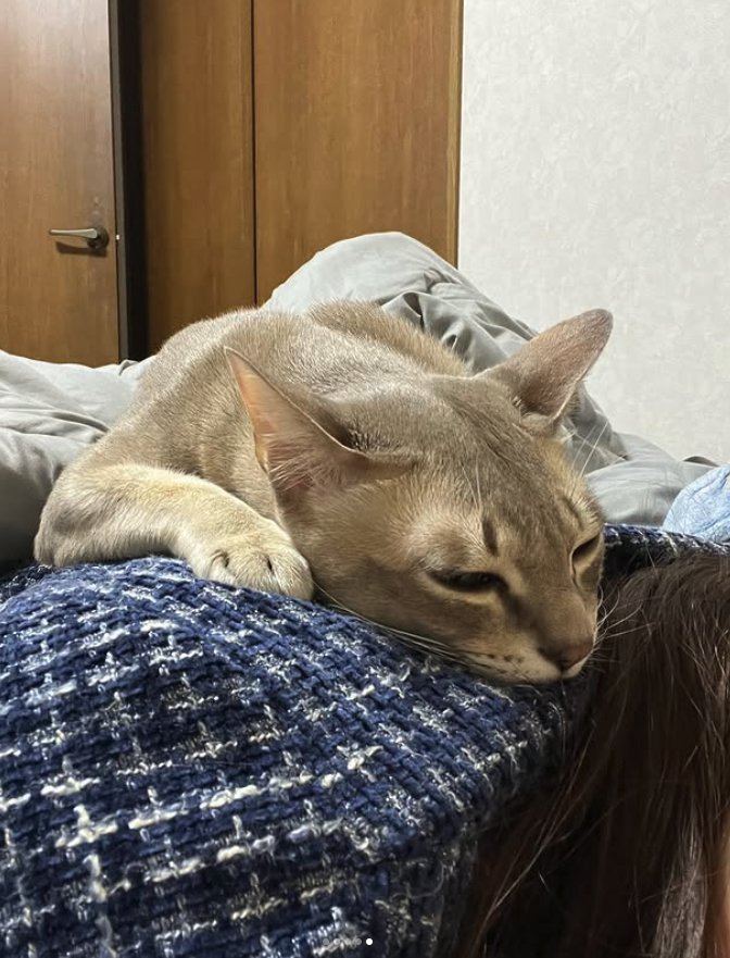 横になる飼い主の背中に乗っている猫