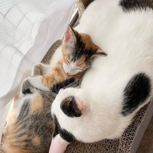 成猫と寝る子猫