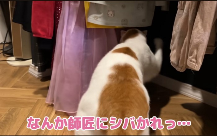 猫パンチ