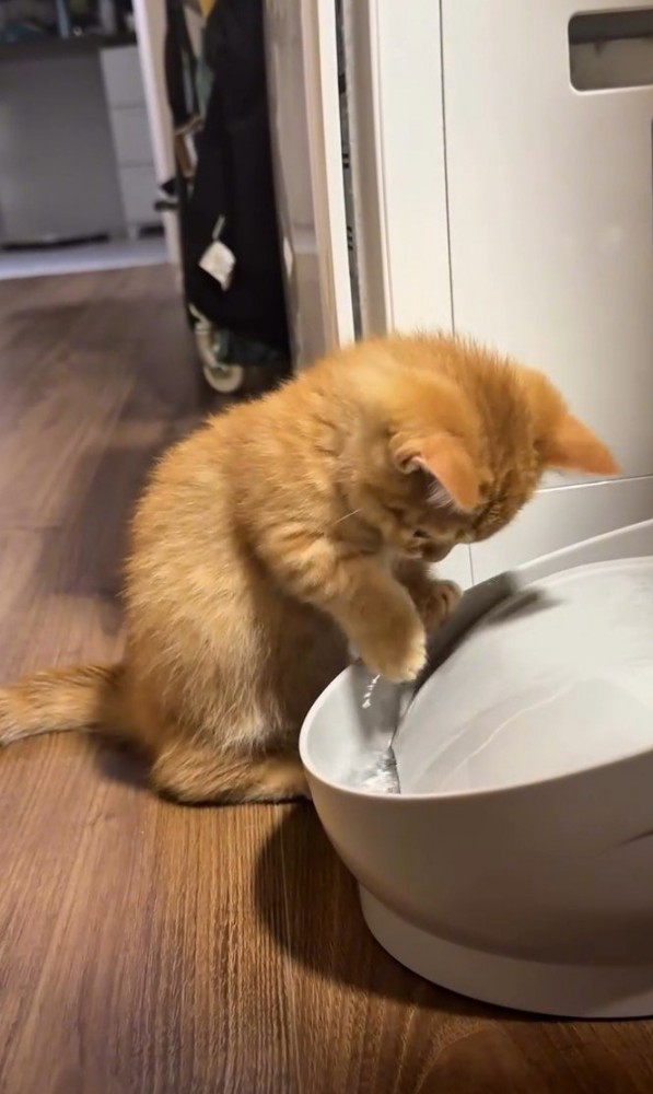 水に触る猫