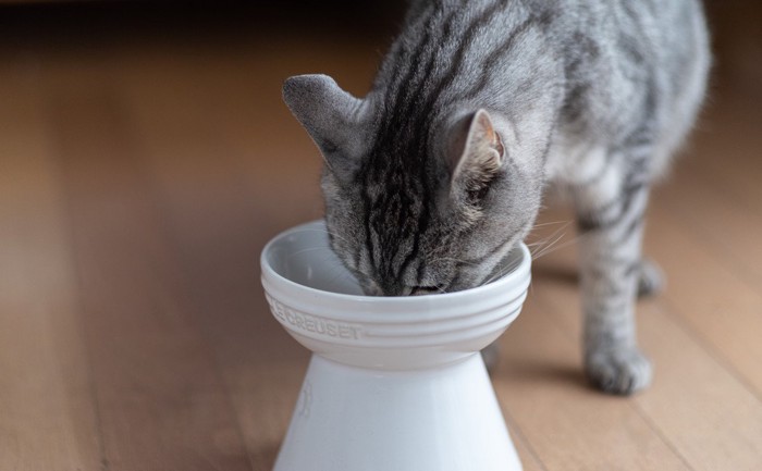 脚付きの食器でフードを食べる猫