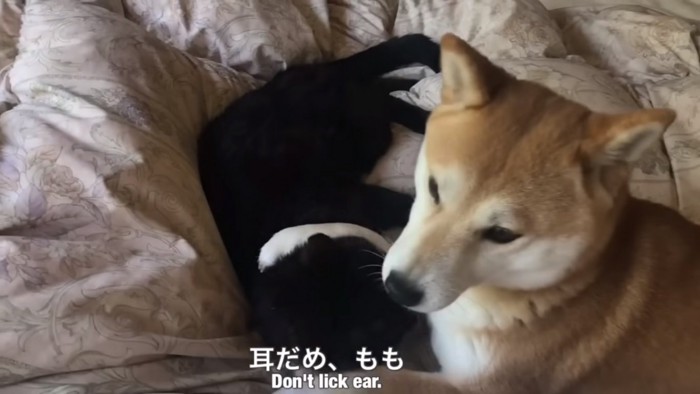 注意される犬