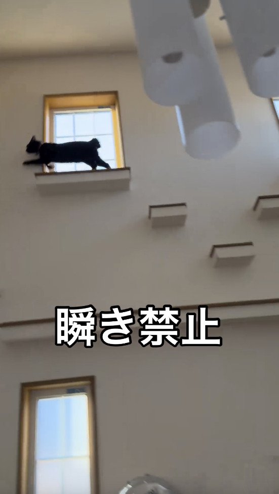 一番高い場所を歩く猫