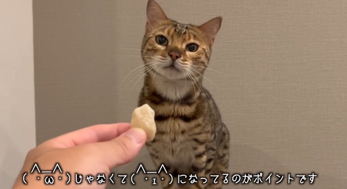 見つめる猫