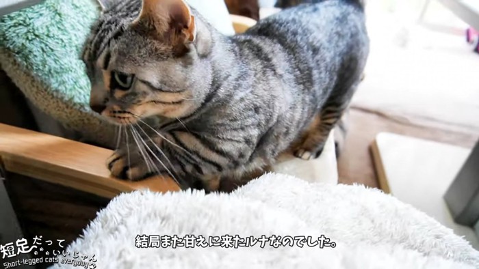 椅子の上に乗った猫