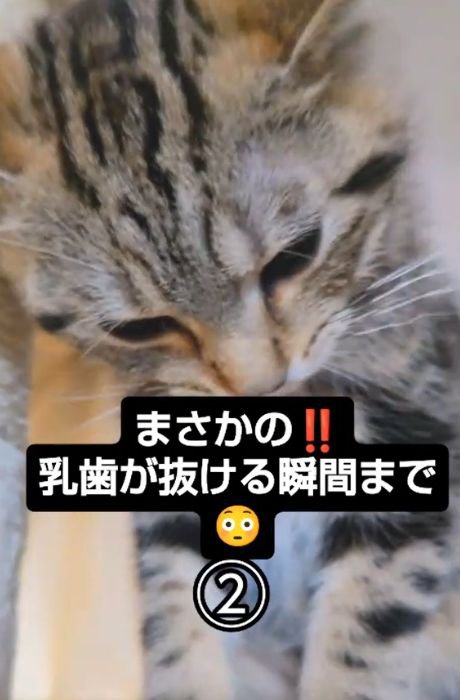 あごを引いて下を向く猫