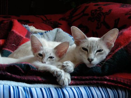 Javanese cat