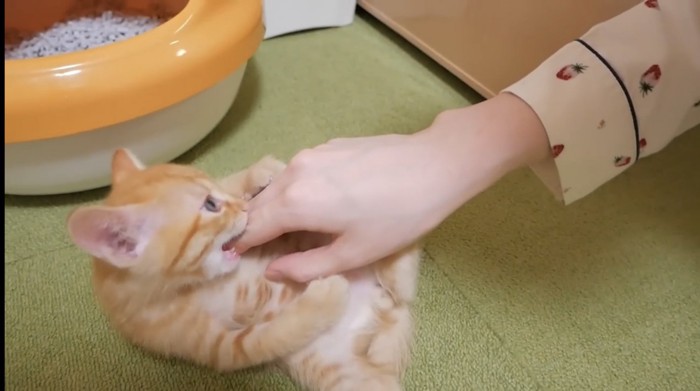 飼い主さんの手をカミカミ