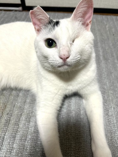 現在のよもぎちゃん