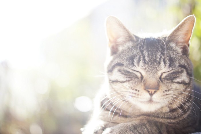 陽だまりで気持ちよさそうな猫