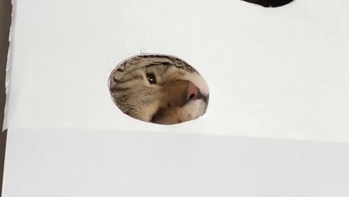 穴から顔